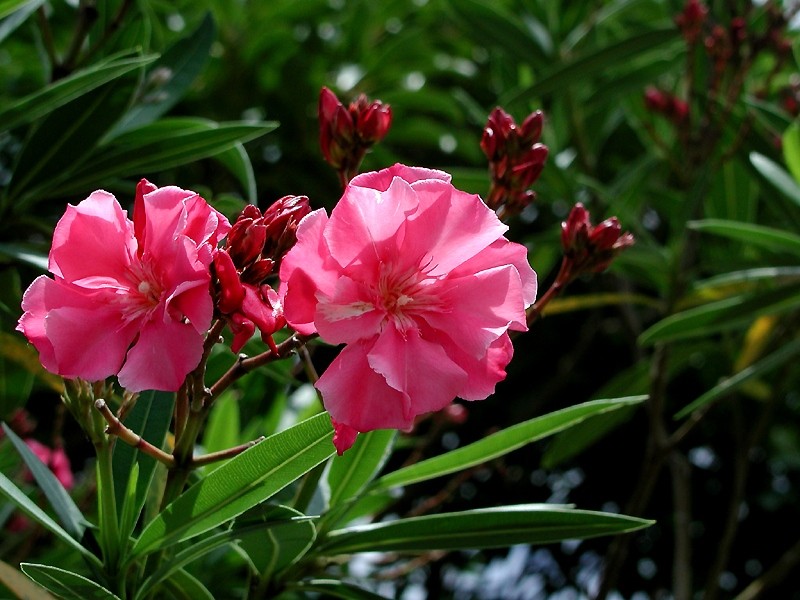 鹿児島各地のご当地花とその花言葉 Advantage