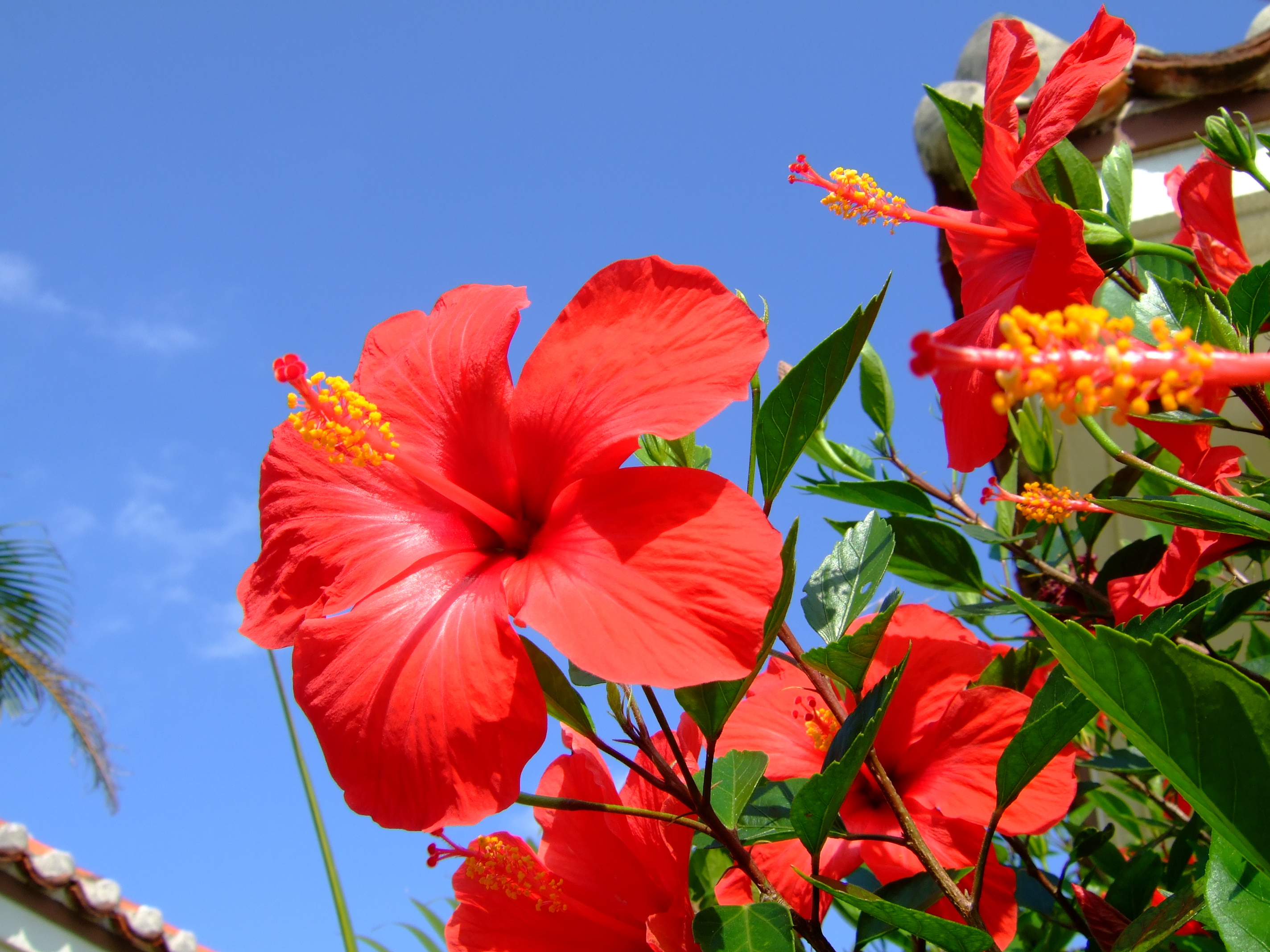 鹿児島各地のご当地花とその花言葉 Advantage
